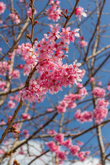 Sunny view of the beautiful cherry blossom