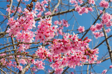 Sunny view of the beautiful cherry blossom