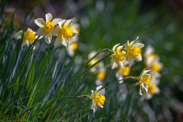 水仙の花　初春イメージ