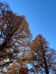 autumn trees against sky