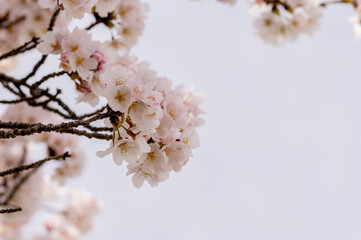 満開の桜