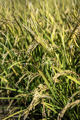 稲穂　農業のイメージ