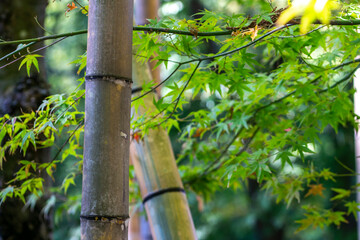 竹とモミジ　和風イメージ