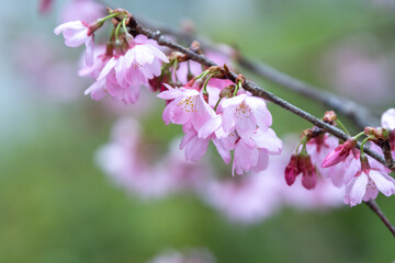 桜の花　春のイメージ