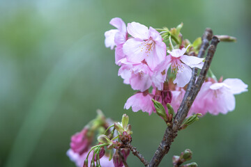 桜の花　春のイメージ