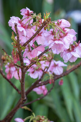 桜の花　春のイメージ