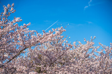 桜の花　春のイメージ