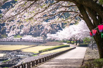 桜とランタン　春のイメージ