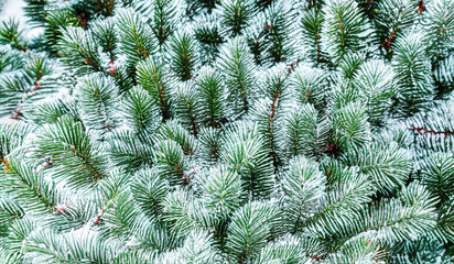 Naklejka na ściany i meble Snowy branches of a pine