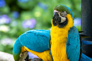 ルリコンゴウインコのポートレート