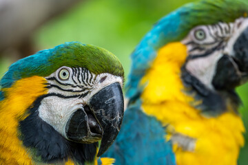 ルリコンゴウインコのポートレート