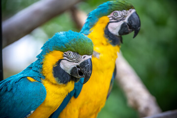 ルリコンゴウインコのポートレート