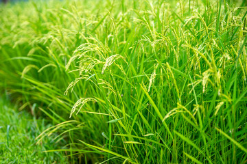 稲穂　夏のイメイメージ