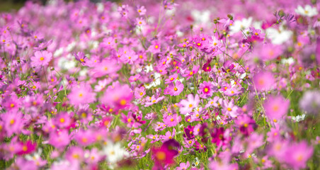 コスモス畑　秋のイメージ