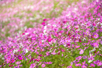 コスモス畑　秋のイメージ