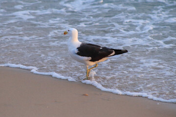 Rio de Janeiro, RJ, Brazil, December 02, 2022 - A seagull flies and drinks sea water on Ipanema Beach