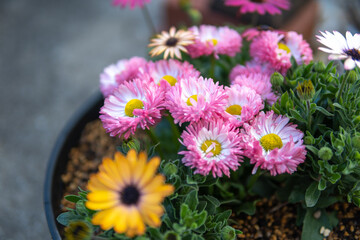 デイジーの花　春のイメージ