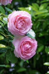 バラの花　屋外イメージ