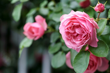 バラの花　屋外イメージ
