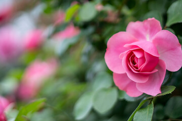 バラの花　屋外イメージ