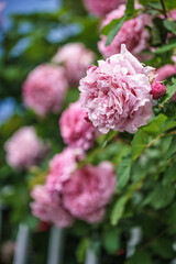 バラの花　屋外イメージ