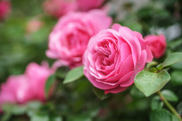 バラの花　屋外イメージ