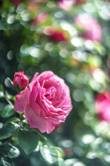 バラの花　屋外イメージ