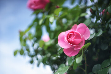 バラの花　屋外イメージ