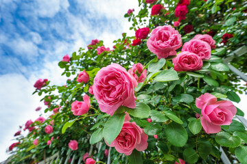 バラの花　屋外イメージ