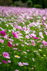 コスモス畑　秋のイメージ