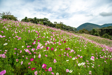 コスモス畑　秋のイメージ