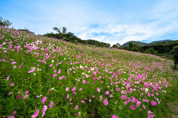 コスモス畑　秋のイメージ