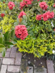 Ixora is a genus of flowering plants in the Rubiaceae family. It is the only genus in the tribe Ixoreae. This genus consists of tropical evergreen trees and shrubs and has about 562 species.