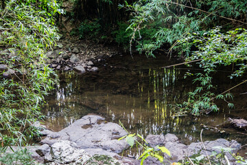 Naklejka na ściany i meble stream in the forest in brazil