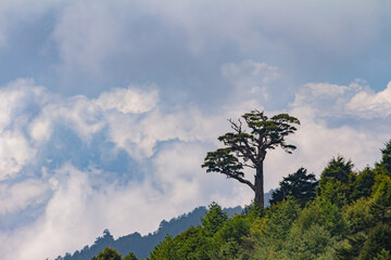 Sunny landscape of the Hehuanshan mountain