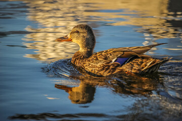 Cute duckling swimming on Ottawa river in the summer
