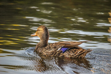 Cute duckling swimming on Ottawa river in the summer