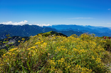 Flower blossom in the Hehuanshan mountain