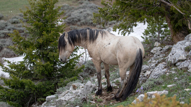 Light buckskin stallion wild horse on Pryor Mountain in Wyoming in the western United States