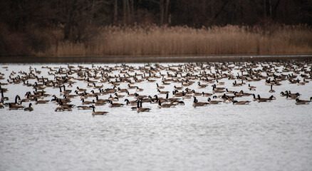 Canada Geese