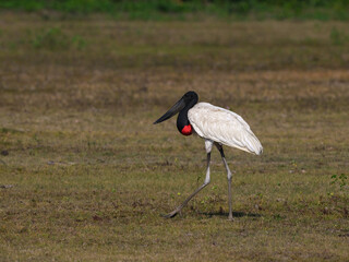 Jabiru standing in the field, portrait
