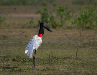 Jabiru standing in the field, portrait