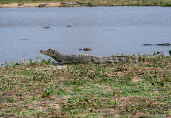 Caiman resting on a river bank,  Pantanal, Brazil