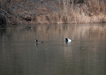 Greater Scaup