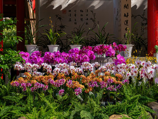 Fototapeta na wymiar Close up shot of orchid flower blossom in Lou Lim Ioc Garden