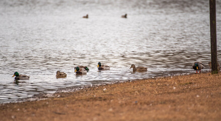 Mallard