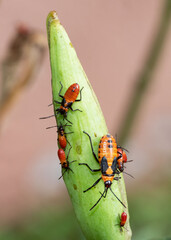 Female milkweed bug and babies with orange, black, and red bodies are crawling on the top of a green milkweed plant pod.