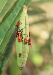 Milkweed bug mother and babies with orange, black, and red bodies are busy crawling on a green...