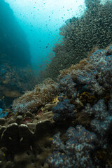 coral reef life anemones clown fish