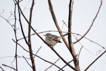 Northern Mockingbird